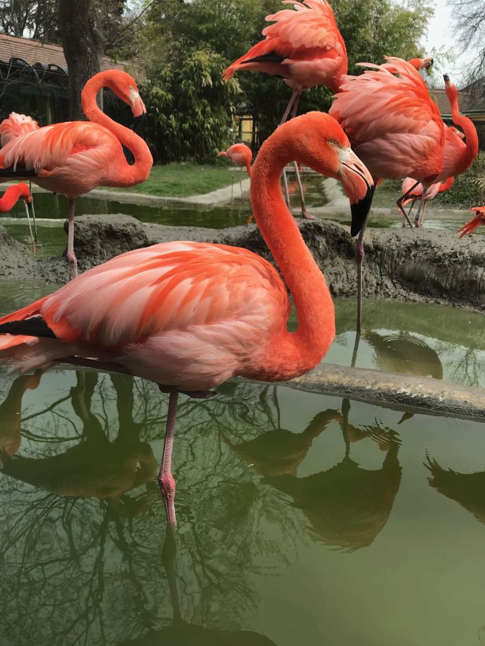 Flamingo's - Zoo Wenen